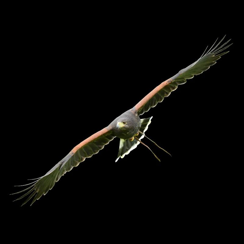 Harris Hawk - Desert Hawk approaching