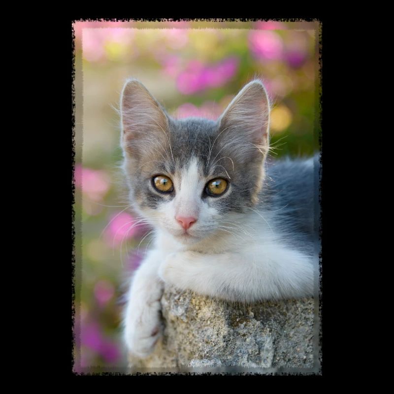 Cute gray-white kitten