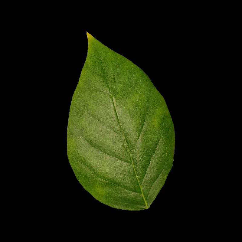 Leaf tree plant spring summer autumn green