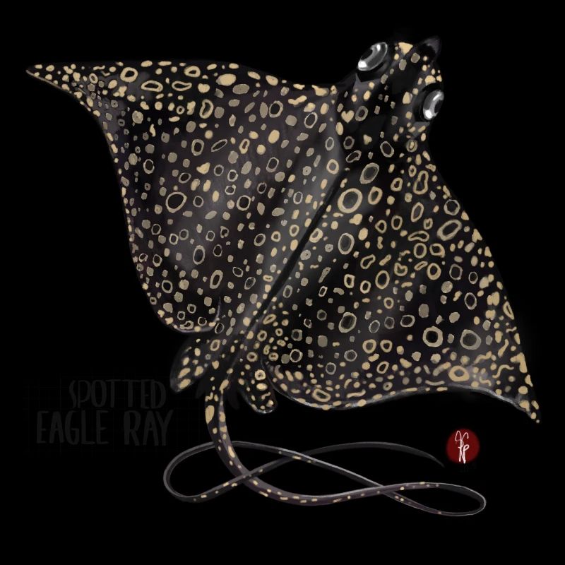 Eagle rays