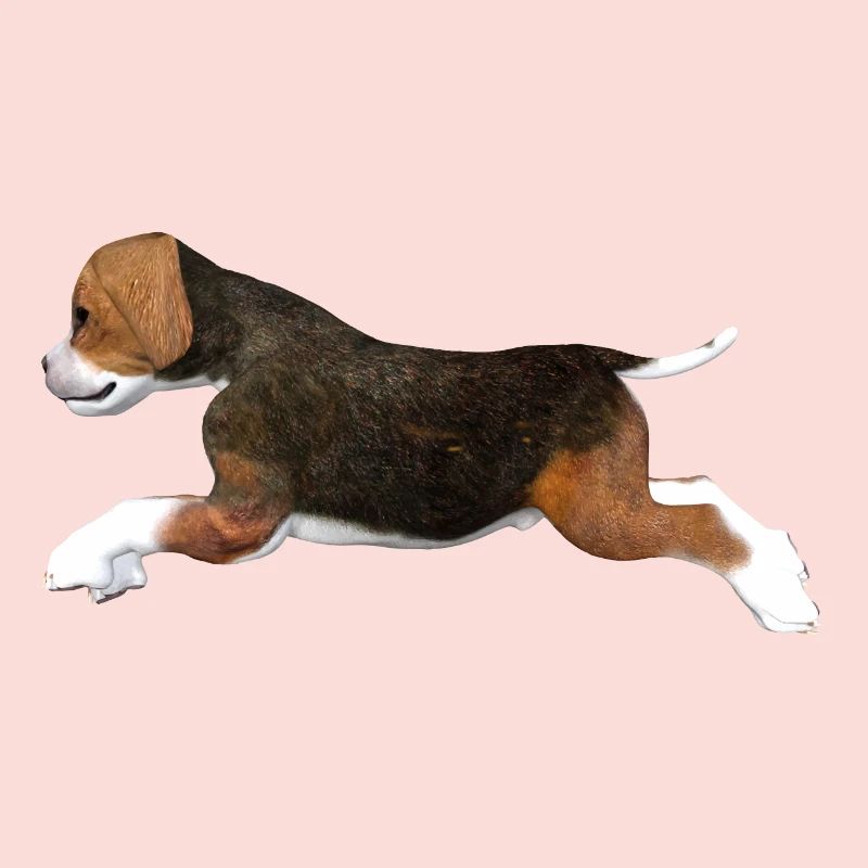 Beagle Welpe