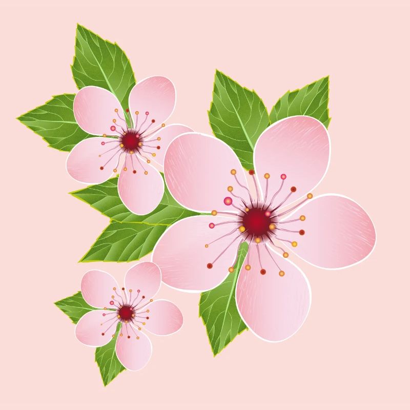three delicate cherry blossoms with leaves