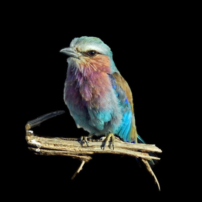 bird colored -farbiger Vogel