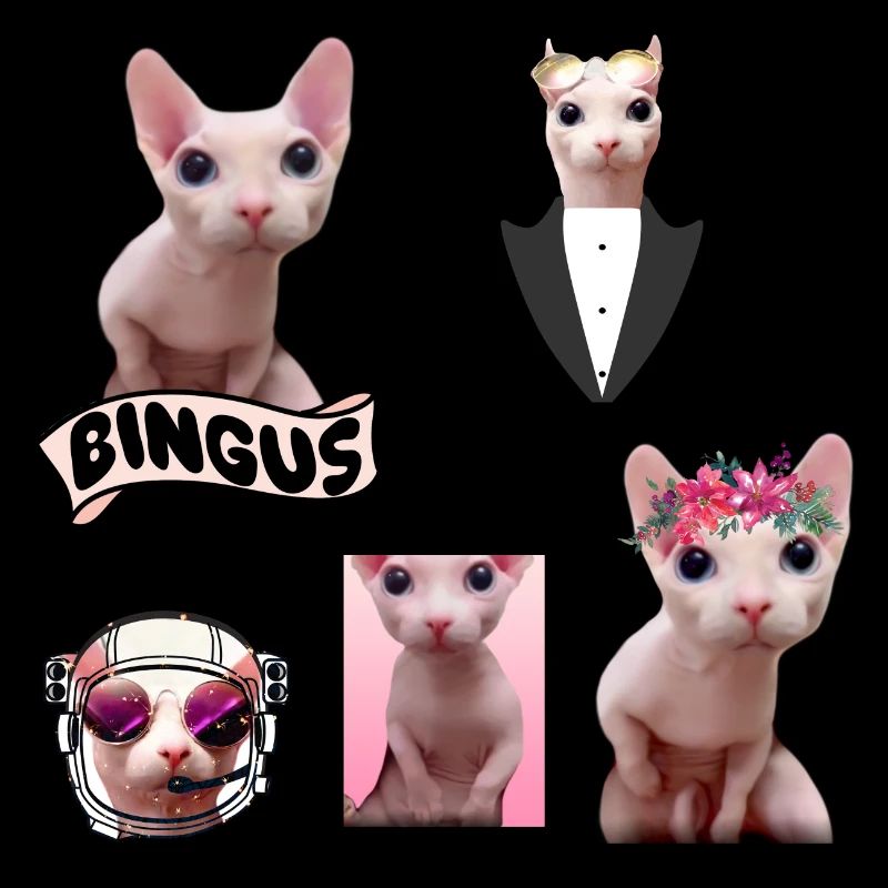 Bingus Meme