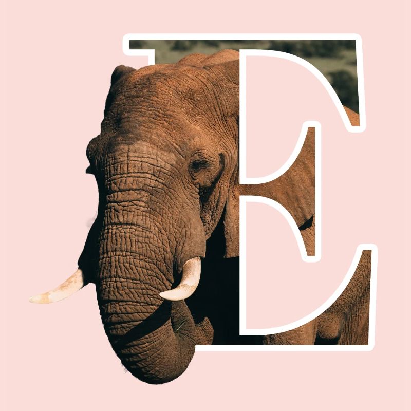 E Elephant alphabet animaux