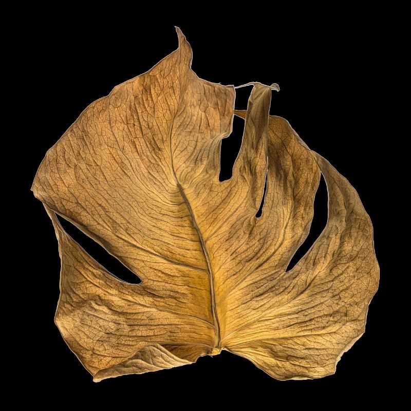 Monstera leaf dried