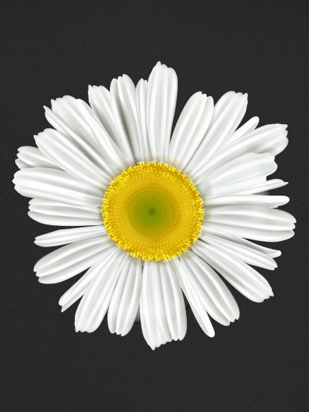 daisy flower of spring