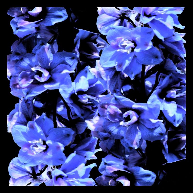 Jacinthe bleu