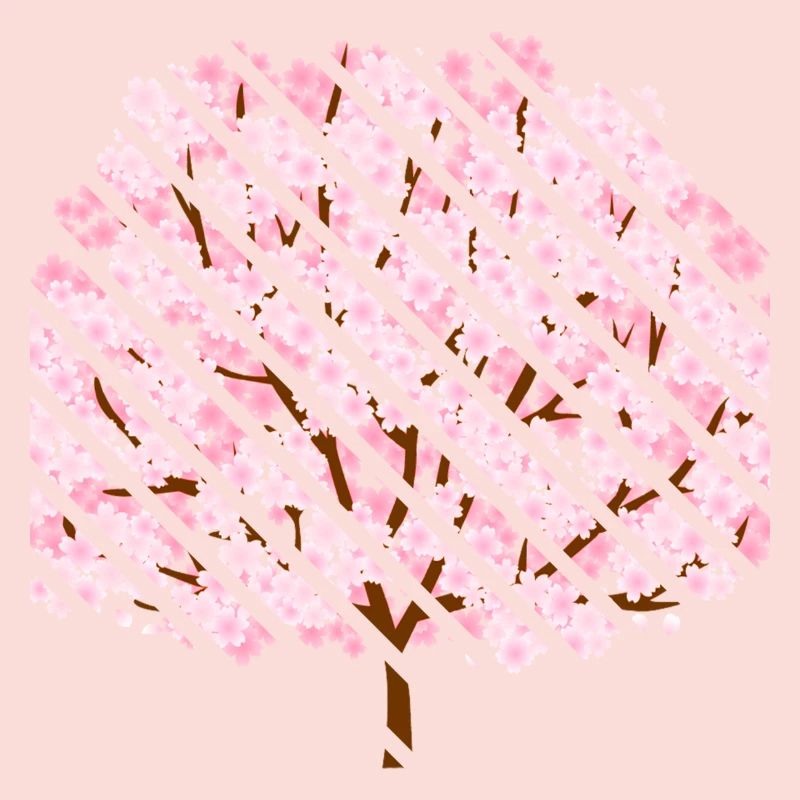 Cherry blossom in spring