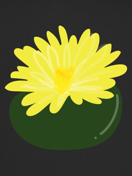 Lithops flower1
