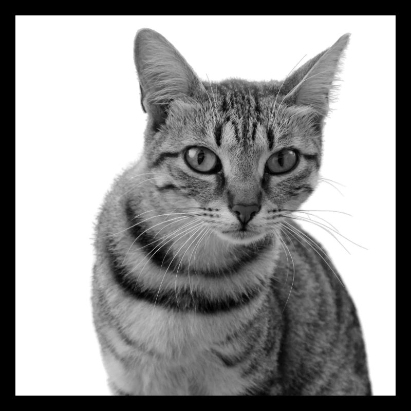 Chat blanc Chat Chat blanc Cadeau