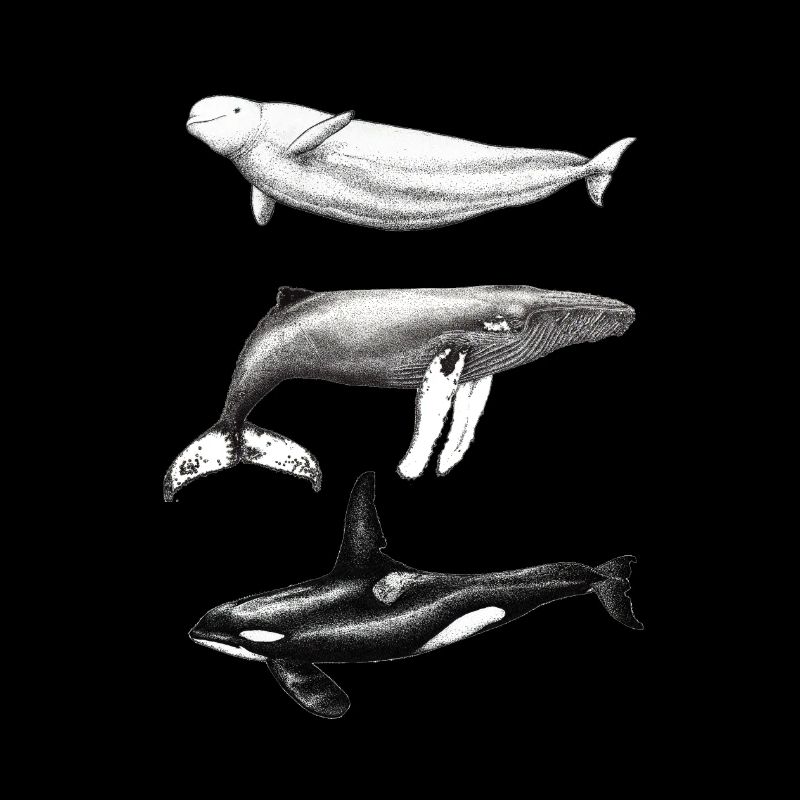 Dauphin béluga, rorqual à bosse et rorqual à bosse