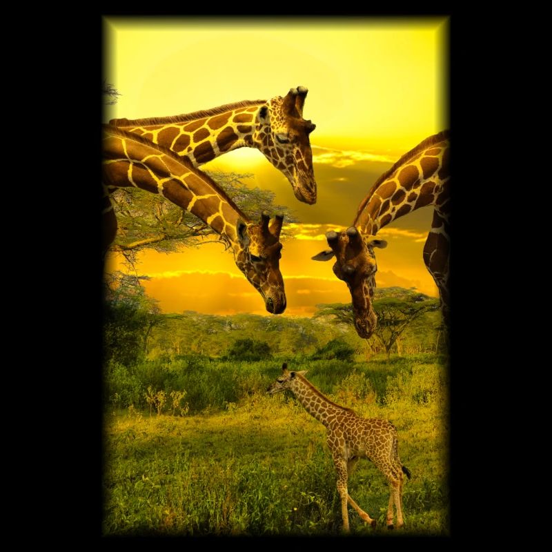 Giraffe in Kenia