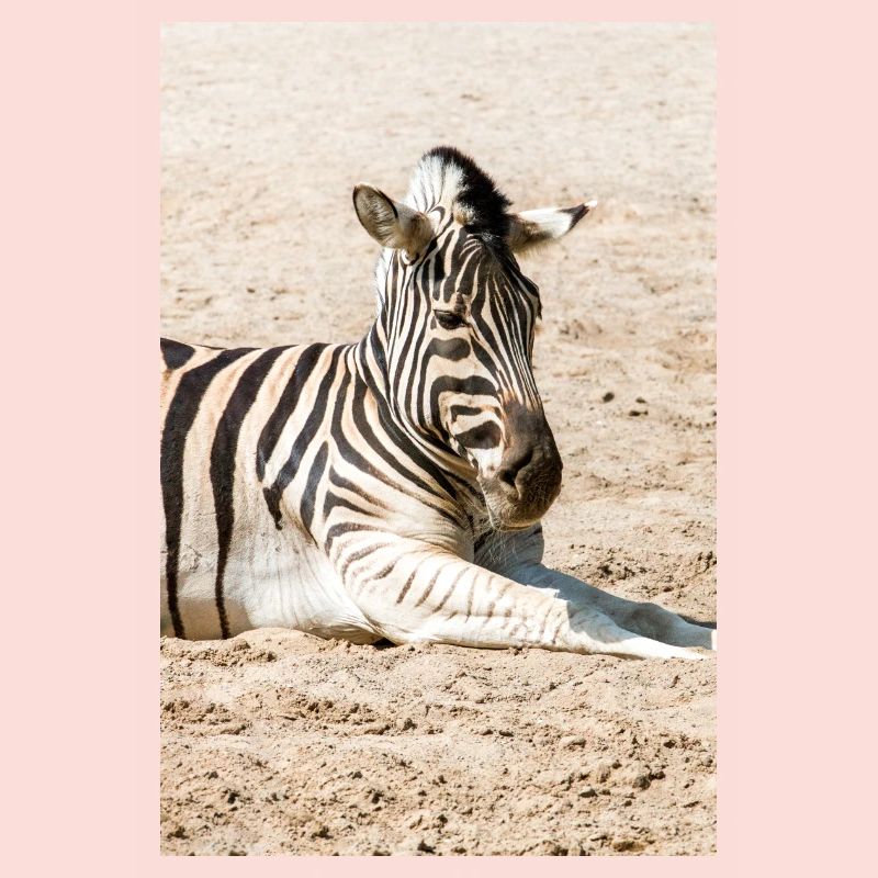Zebra (auf Deutsch Zebra oder Zebras) Hippotigris