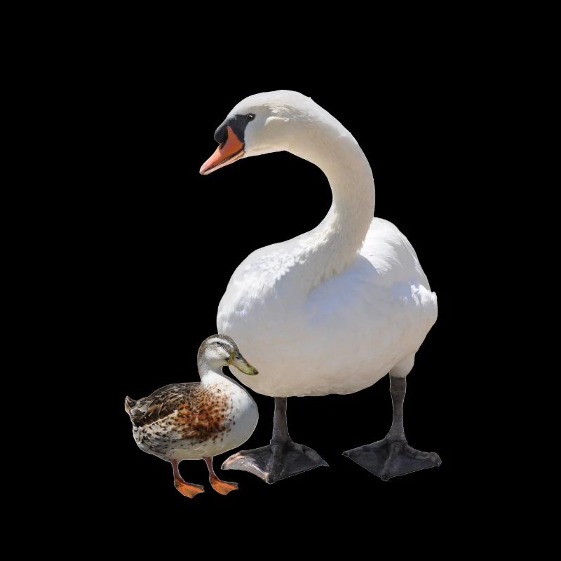 Swan