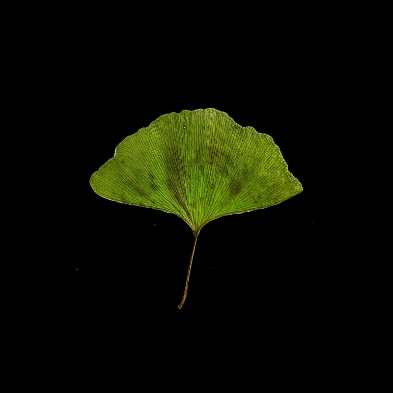 Ginko farbe