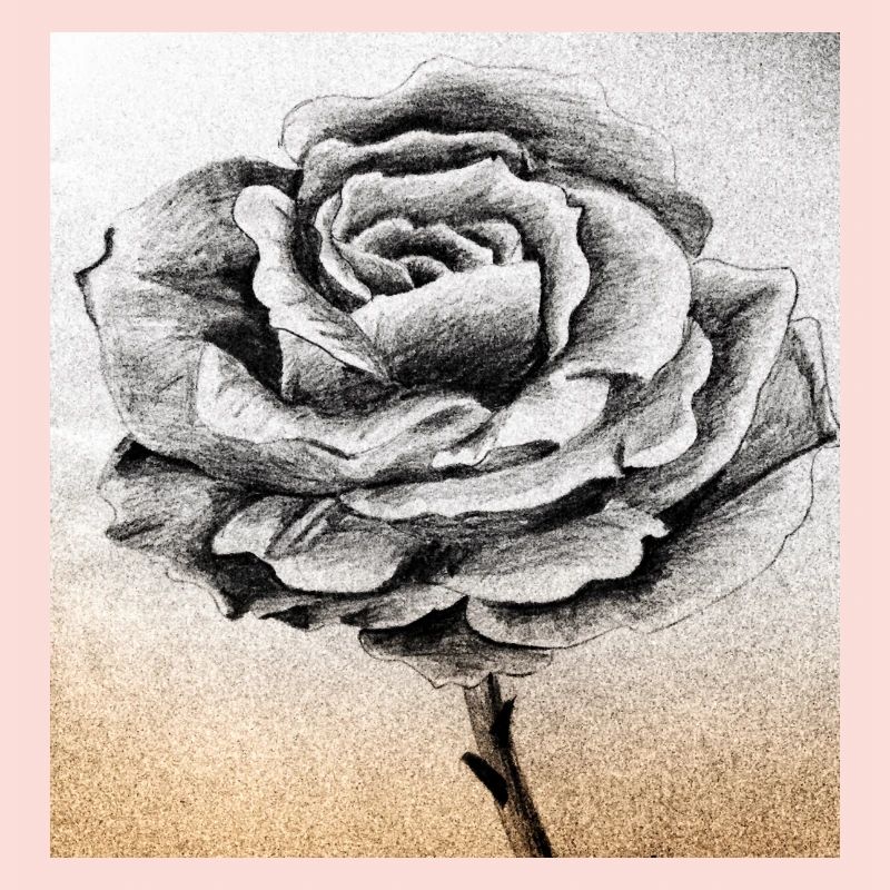 Rose Grau