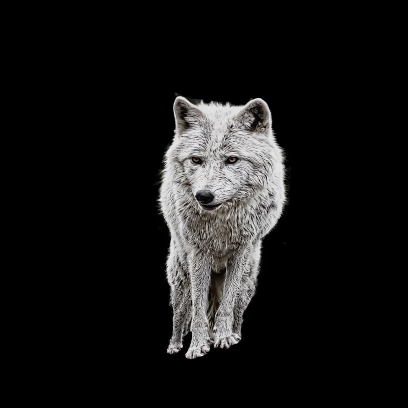 Gray wolf logo