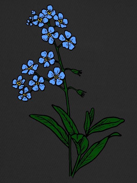 Forget-me-not blue