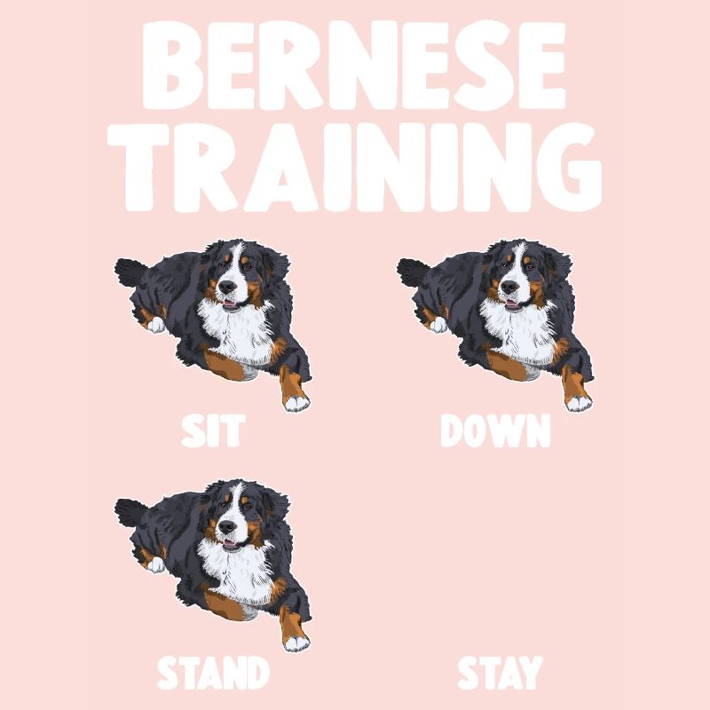 Bouvier Bernois Training Chien