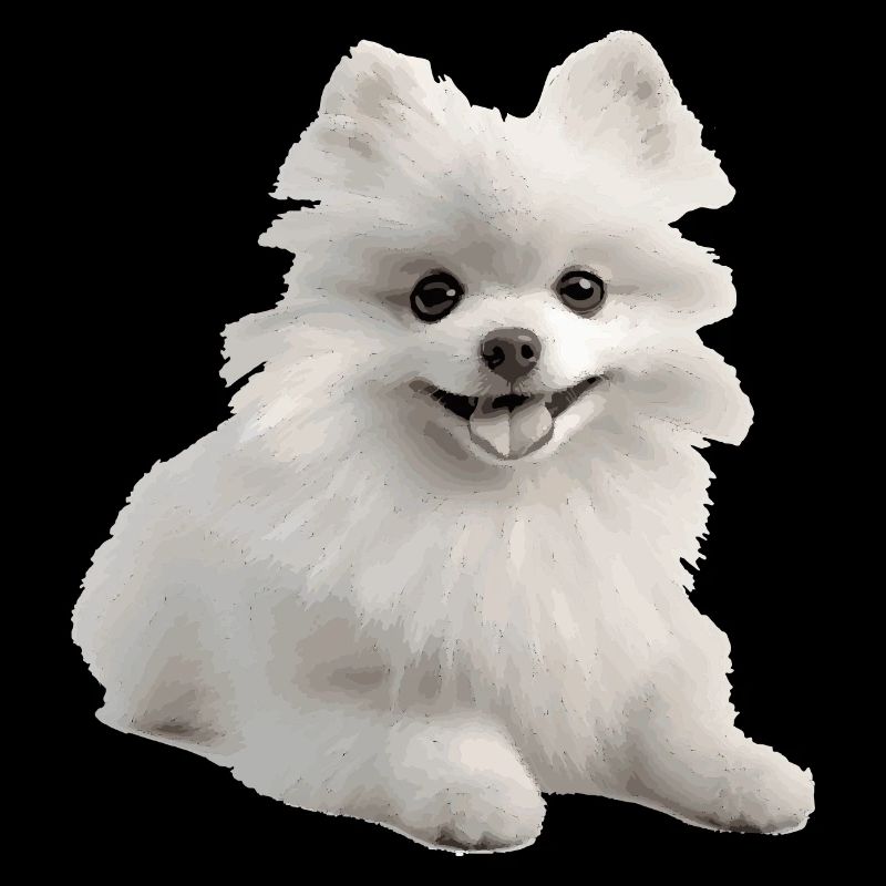 Weißer Pomeranian Geschenk