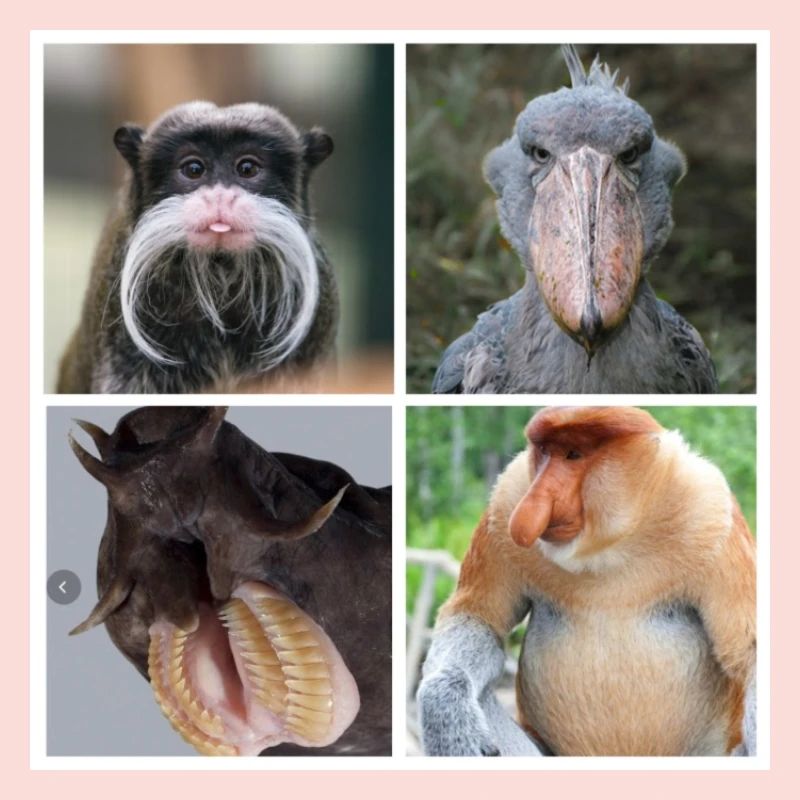 Funny animals