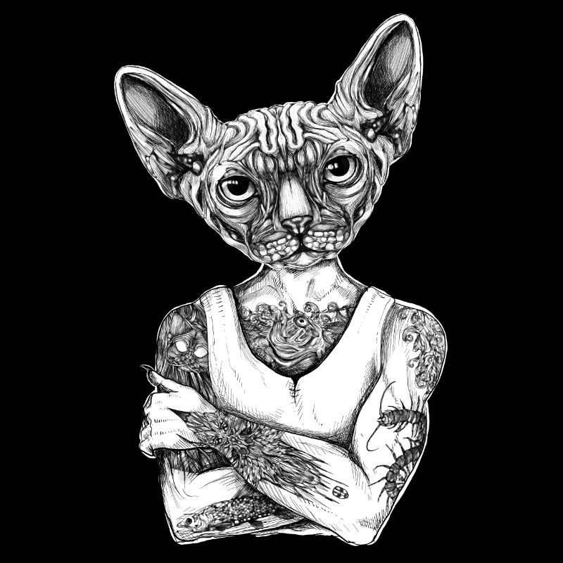 Sphynx Cat