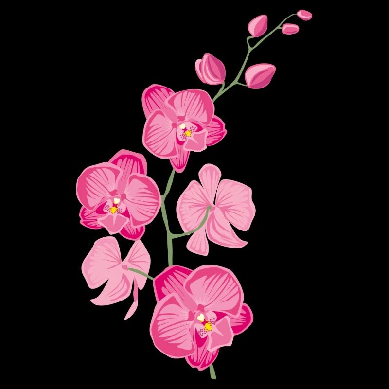 ORCHIDÉES fleur - cadeau d'amour - rose rose