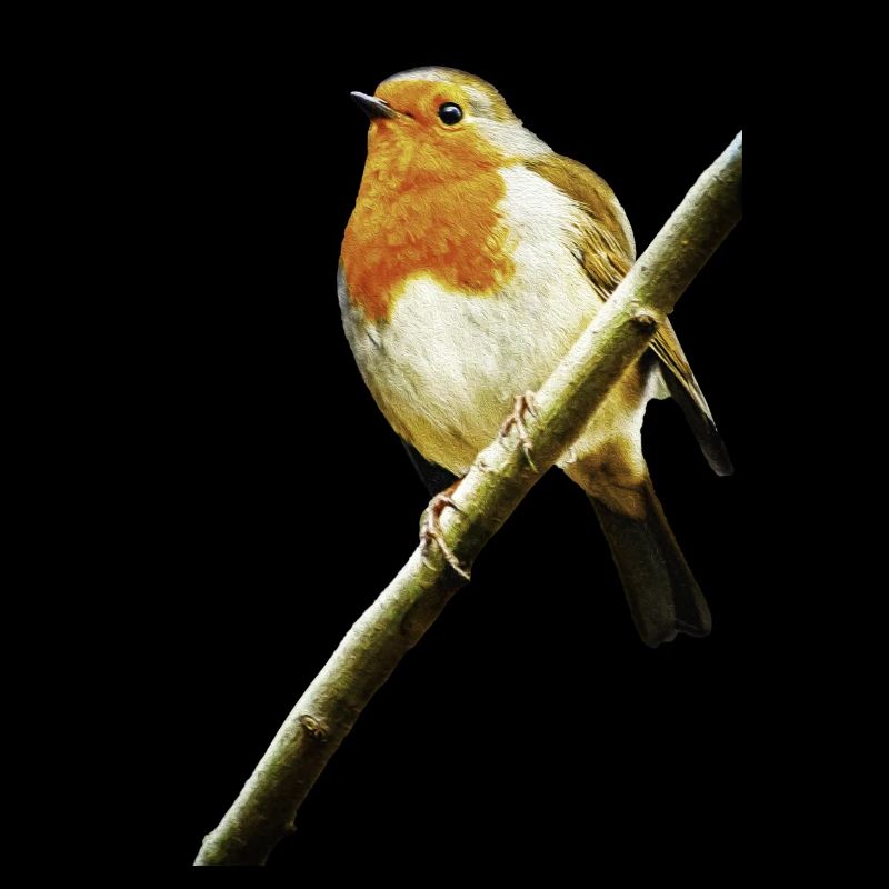 Robin