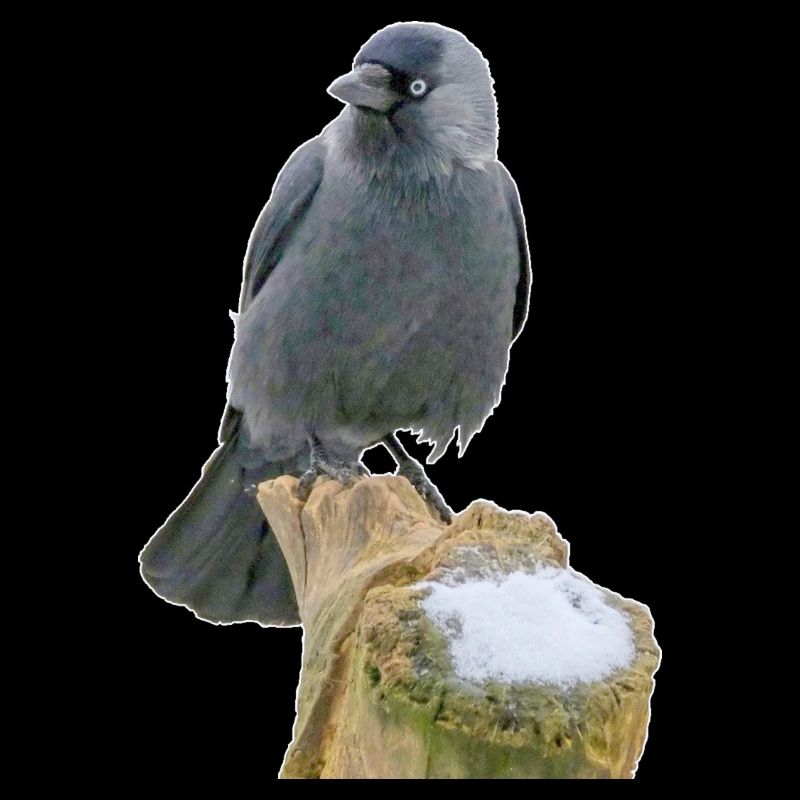 Jackdaw