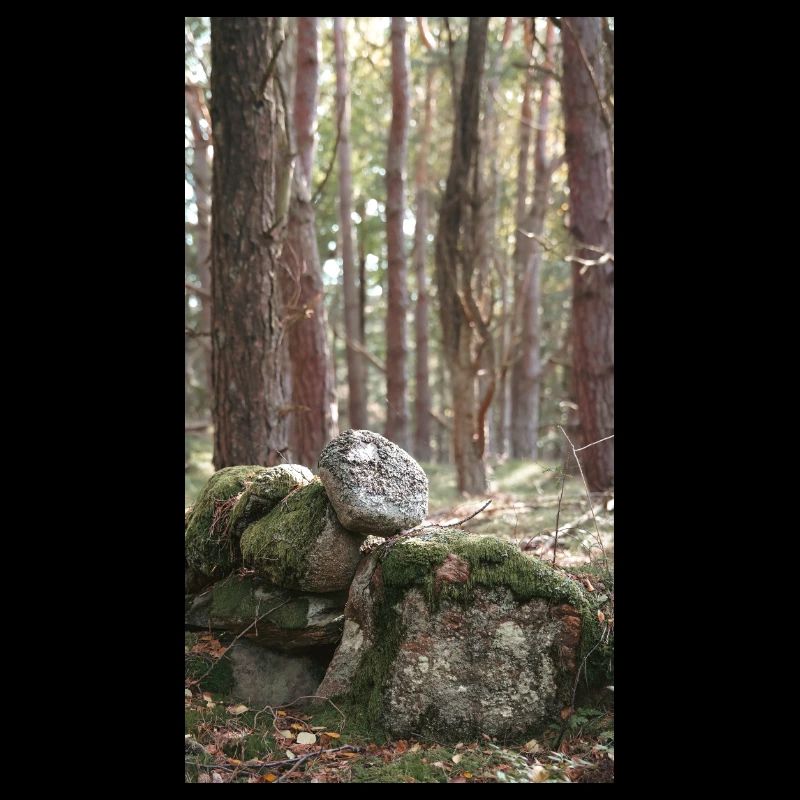 forêt