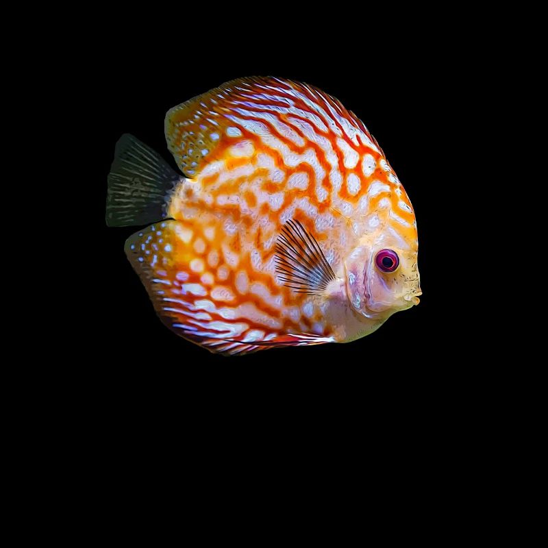 Diskus Diskusfisch Buntbarsch I Aquarianer Hobby