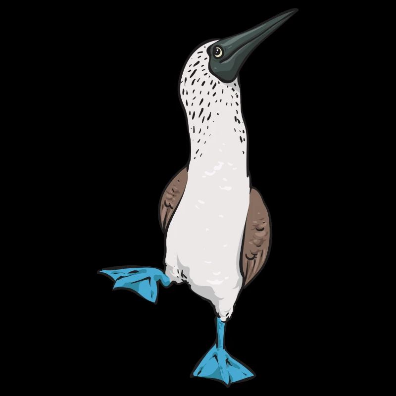 Blaufußtölpel Blue-footed Booby Seevogel
