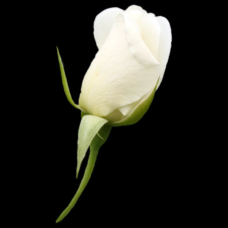 fleur blanche rose blanche