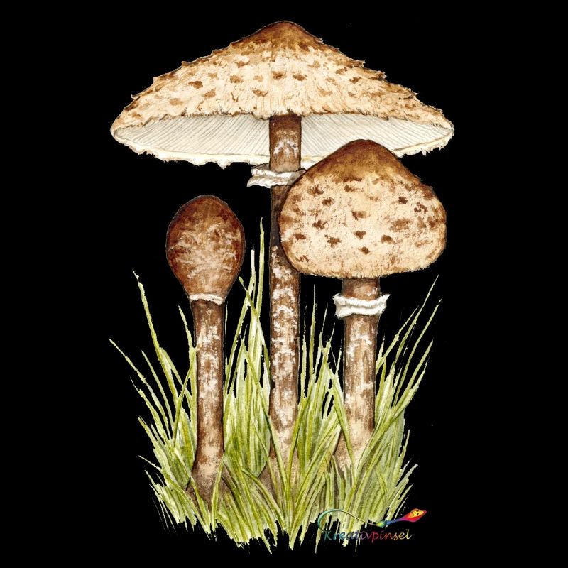 Champignon parasol ou parapluie géant