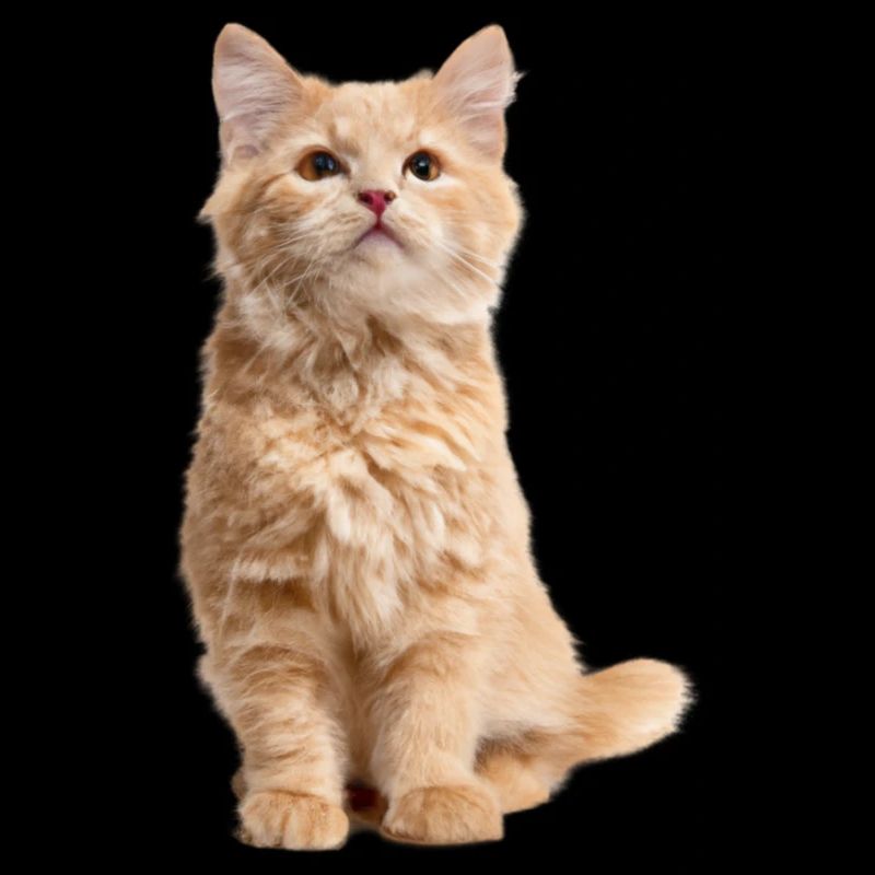 Chat roux