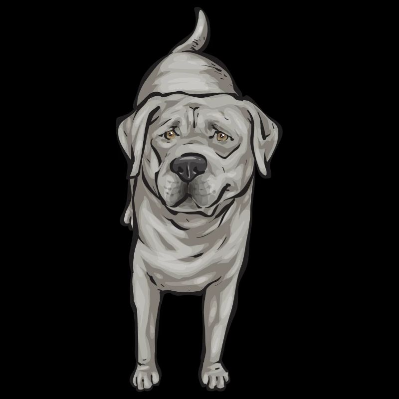 Silver Labrador Retriever Silver Lab