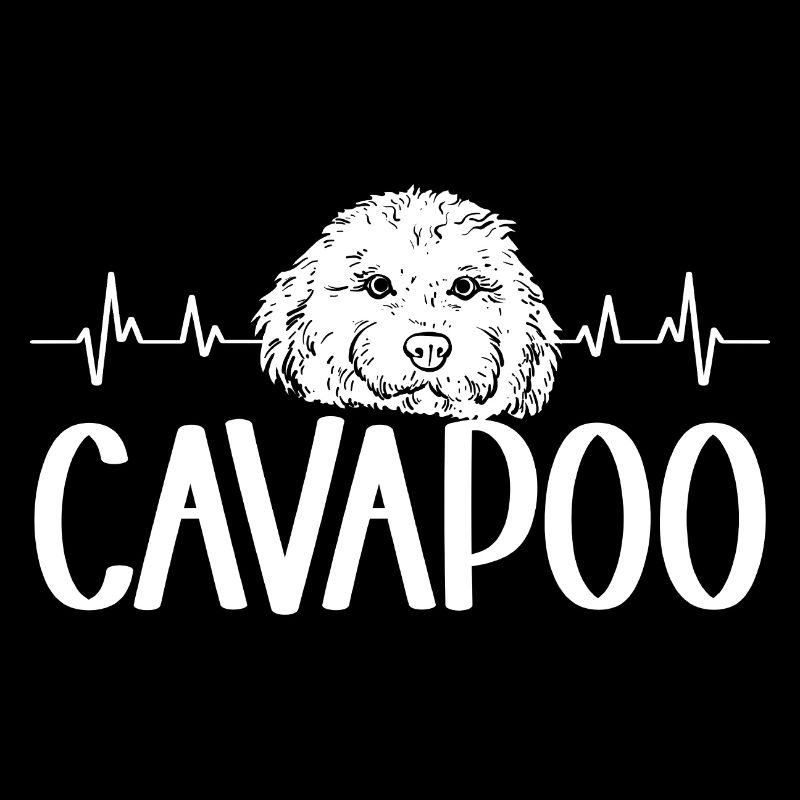 Cavapoo Cavoodle Capoodle Dog