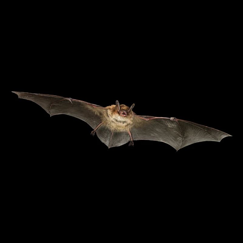 Pond bat individually