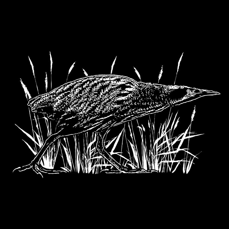Bittern on the water in the reeds
