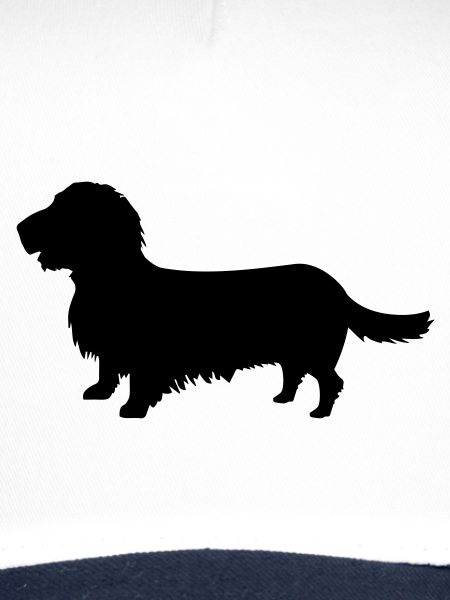 Rough-haired dachshund