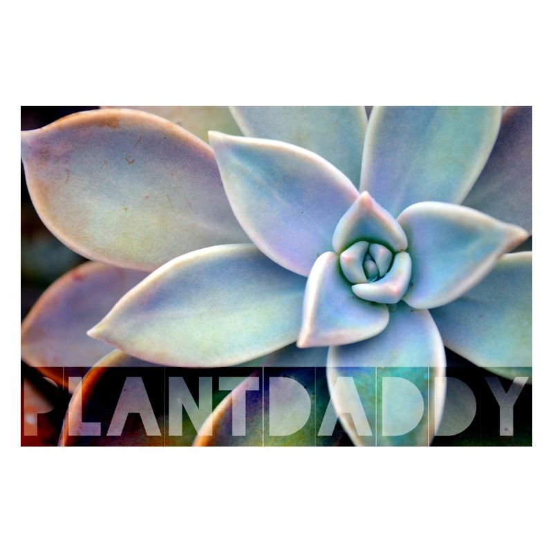 Plantdaddy - plante succulente - cactus