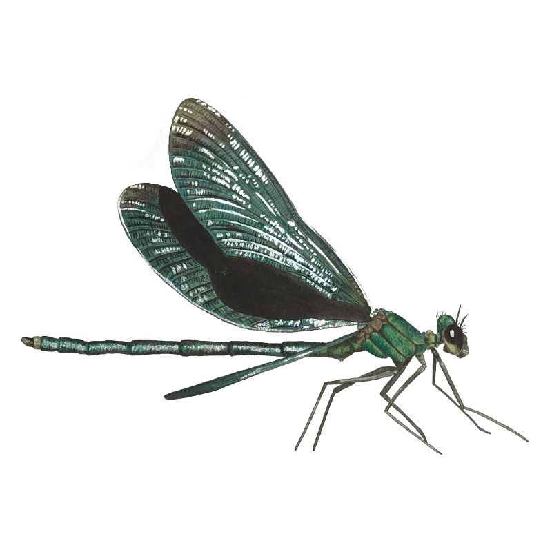 Libelle dragonfly