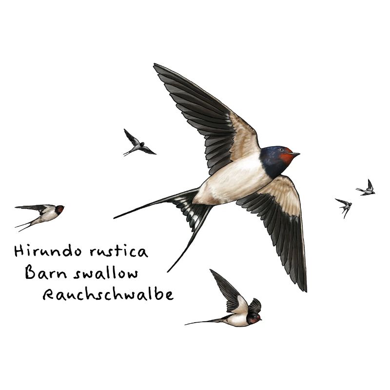 Rauchschwalben