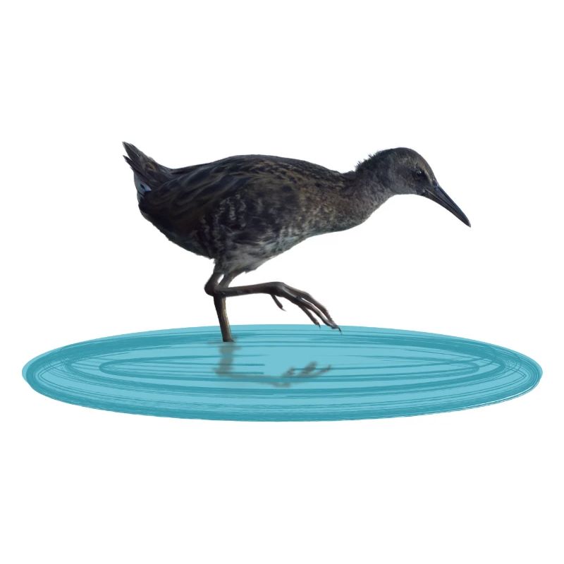 Water rail