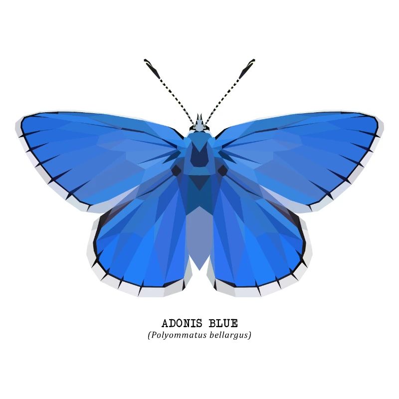 Adonis Bleu