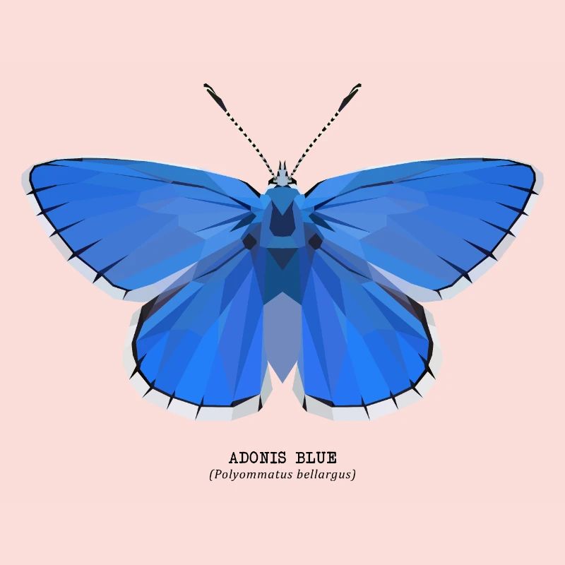 Adonis Bleu