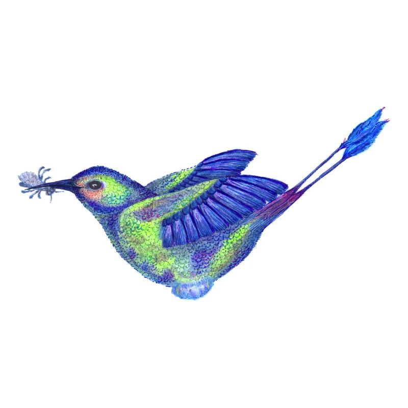 Colibri coloré