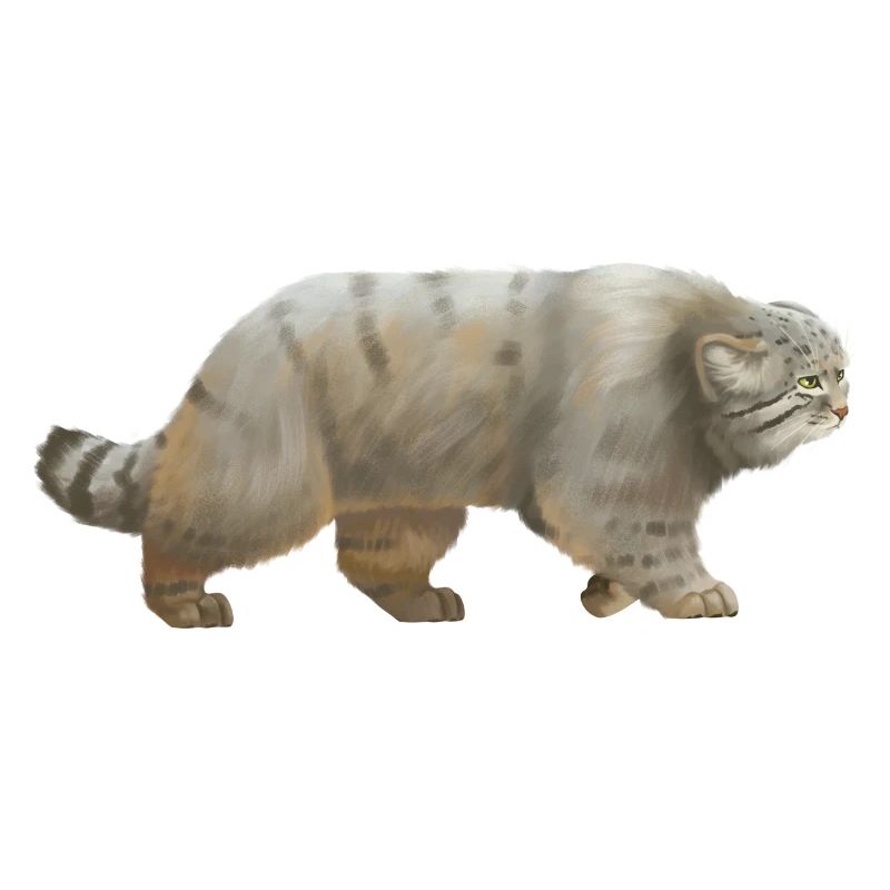 Cool Manul - le chat sauvage