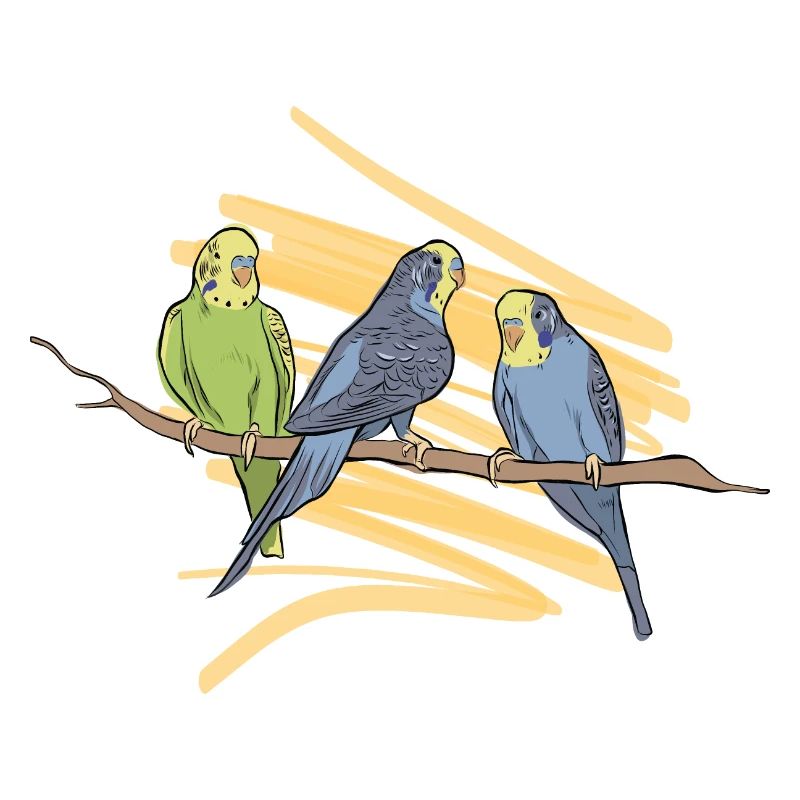 Budgerigar drawing
